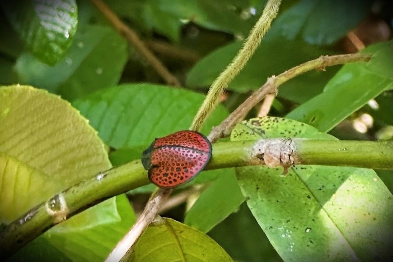 Eugenysa columbiana