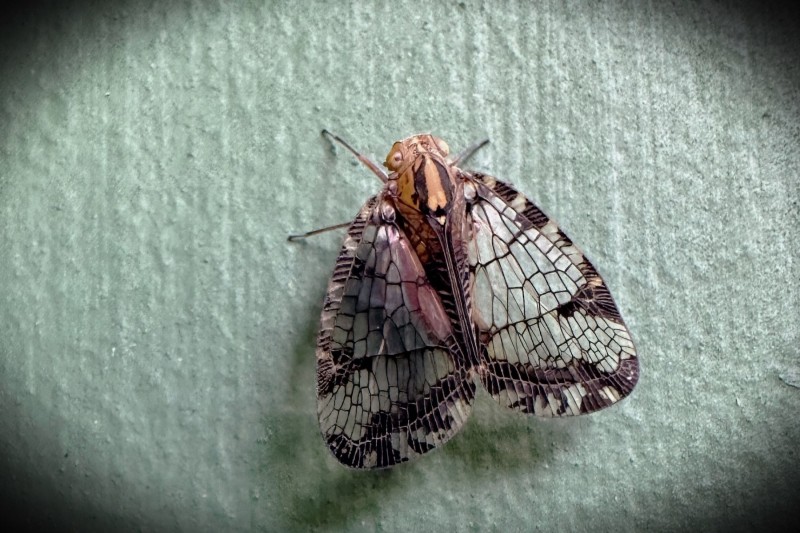 Biolleyana sp. (costalis possibly)
