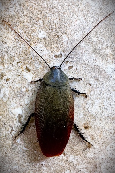 Megaloblatta blaberoides