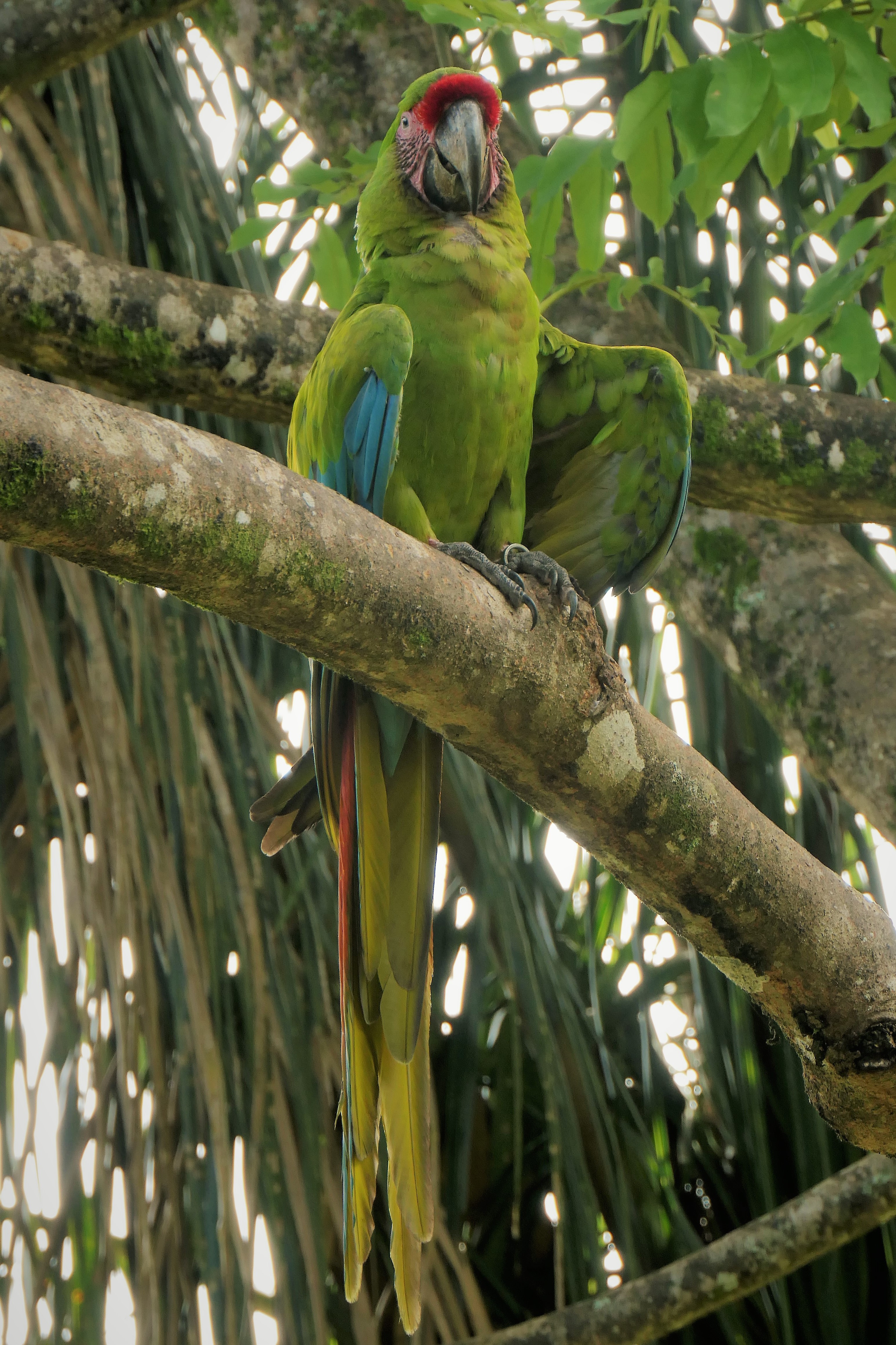 Great Green Macaw - Manzanillo, Costa Rica