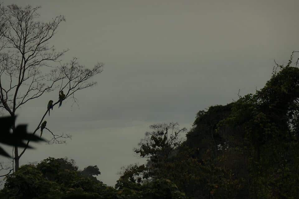 We had an early morning rain that broke just as the sun came up, leaving a heavy mist in the jungle.ARA Project - Manzanillo